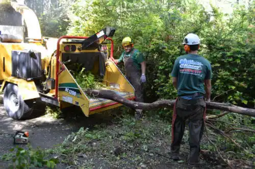 tree services Avondale Estates